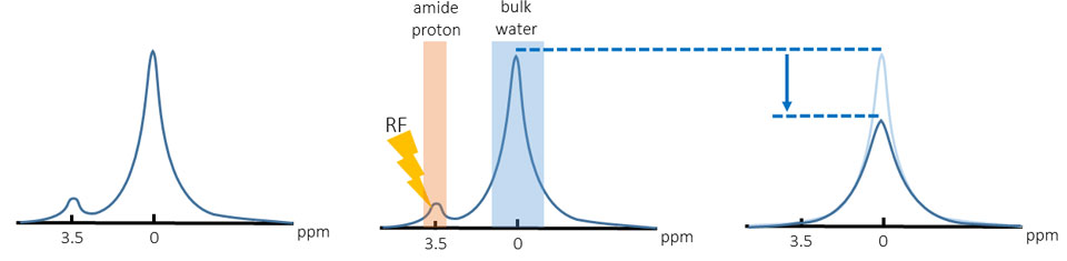 図1.CEST/APTの基本原理 対象のproteinの量 image